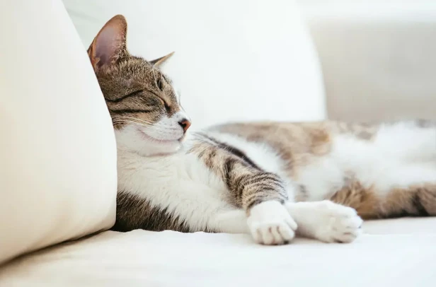 Cat sitting on a sofa, showing need to remove cat hair from sofa
